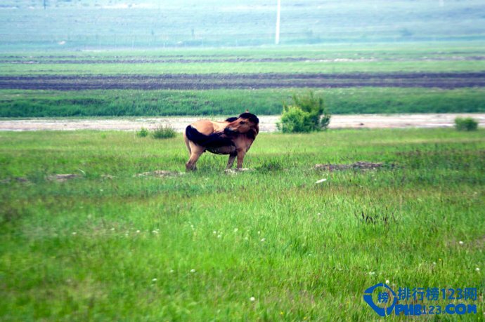 国内十大梦幻草原排行榜插图7