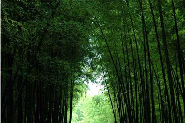 2020四川避暑胜地 黑山谷依山傍水 燕子沟海拔高插图3