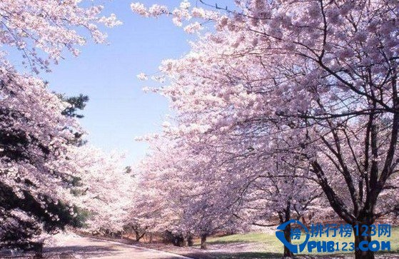 中国的十大赏樱胜地 看樱花不必去日本插图6