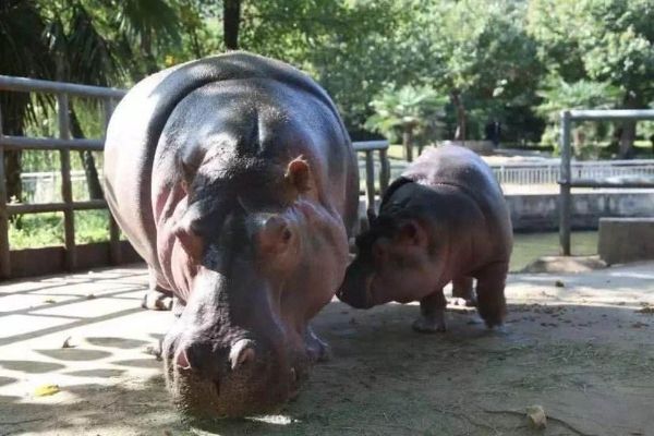 中国十大最受欢迎动物园 广州长隆野生动物世界上榜插图