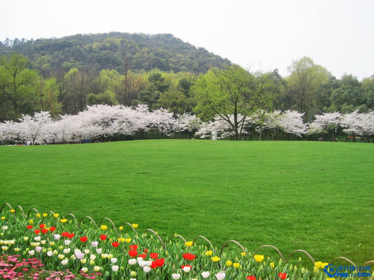 中国的十大赏樱胜地 看樱花不必去日本插图2