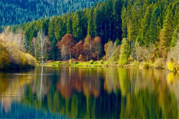 世界最迷人的十大森林 佐加野竹林宛如画卷，最后是地球之肺插图1