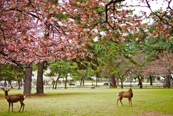 日本十大绝色景点,其中某些地方美到窒息插图6