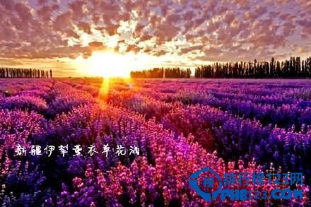 中国九大最让人迷醉的花海排行榜 让人迷醉的花海插图