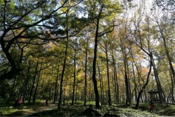 宁德好玩的地方推荐 宁德旅游必去十大景点插图4