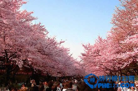 日本十大赏樱胜地排行榜插图