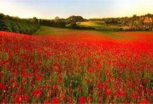 世界最著名的十大花海:普罗旺斯薰衣草园超浪漫 第10看油菜花|爱分享