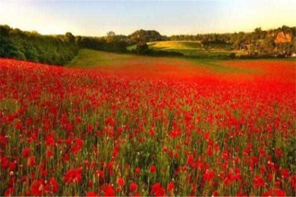 世界最著名的十大花海:普罗旺斯薰衣草园超浪漫 第10看油菜花插图8