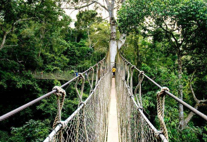 世界最美十大热带雨林 带你走进神秘的大自然插图5