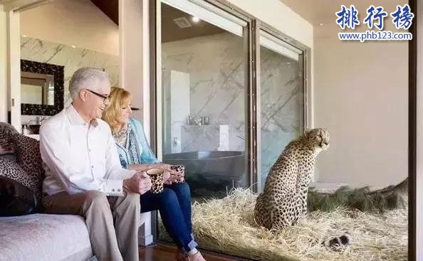 世界上最危险的酒店,狮子看你洗澡插图3