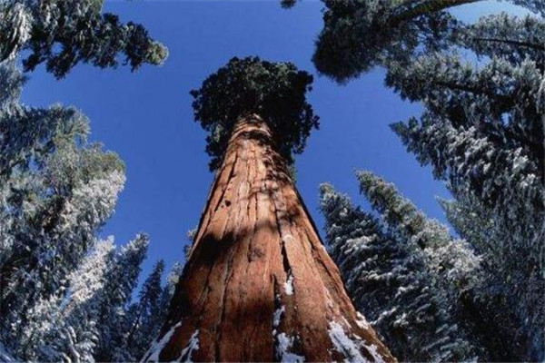 世界十大最美丽的森林 德国黑森林上榜，第四被誉为地球之肺插图2