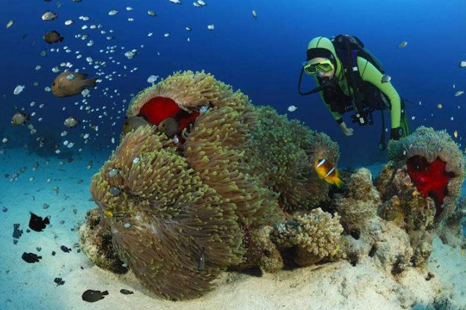 世界十大珊瑚礁 带你领略不一样的海底世界插图8