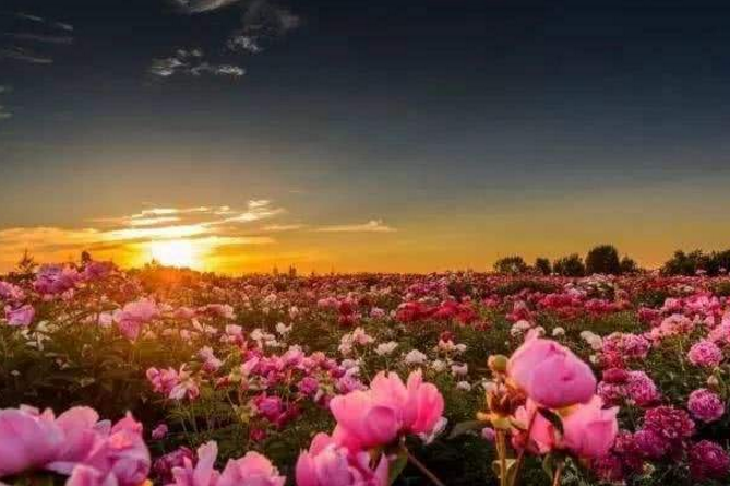 世界十大绝美花海 中国上榜两处，个个宛如仙境插图6