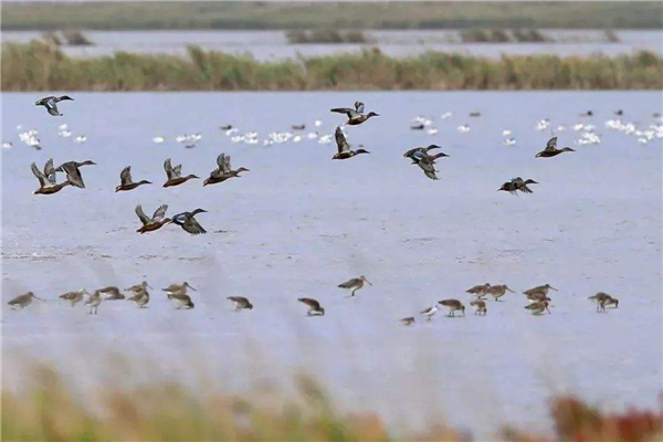 天津适合一日游的景点推荐 北塘古镇 西开教堂不能错过插图3