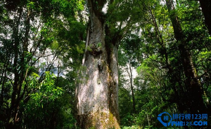 全球十大静美森林排行榜插图1