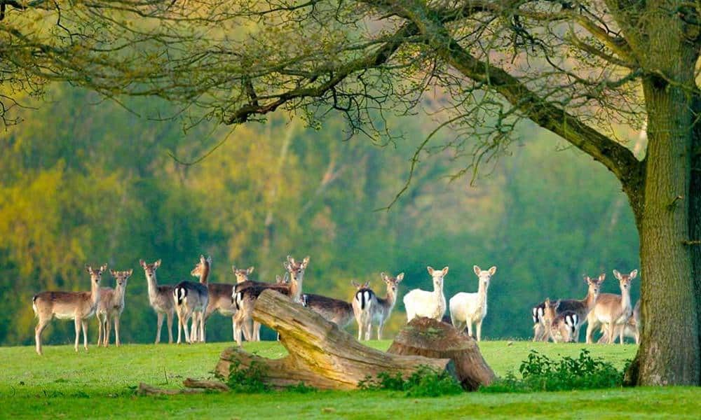 世界上秋天最美的十个地方排行榜：第一来自智利，第八有着遍地葡萄插图3