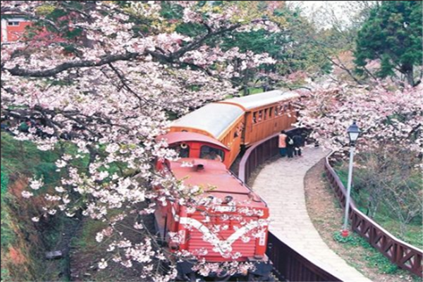 台湾十大旅游景点：阿里山风景区上榜，它写入小学课本插图7