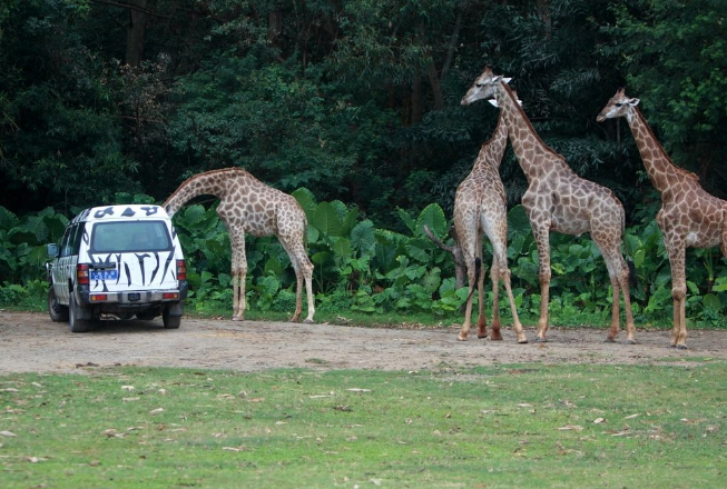 适合带小孩子旅游的地方 香格里拉上榜，长隆位列第一插图