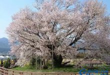 2016日本全国赏樱名所TOP10|爱分享