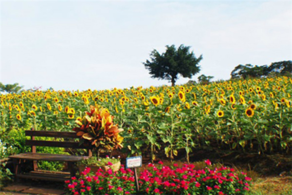 世界十大最美花海：郁金香花海上榜，第九迷人又危险插图3