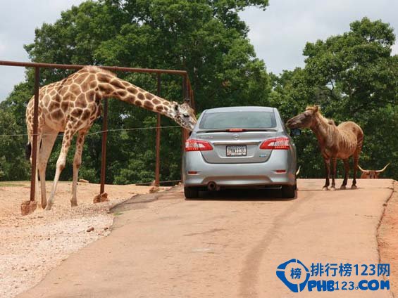 全美十大野生动物园排行榜插图1