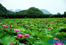 盘点2016中国最佳赏花十大圣地|爱分享