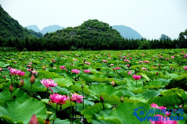 盘点2016中国最佳赏花十大圣地插图9