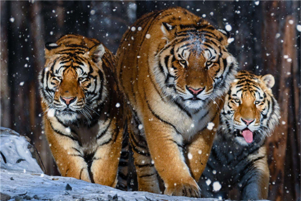 哈尔滨网红景点排行榜 哈尔滨冰雪大世界是哈尔滨独有景点插图7