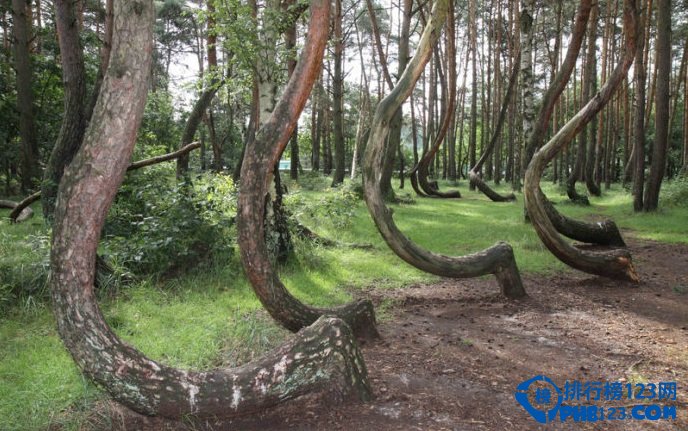 全球十大静美森林排行榜插图9