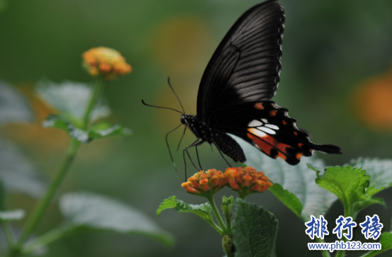 顺义旅游必去景点排行榜：唐指山风景区第3 第4采摘樱桃插图1