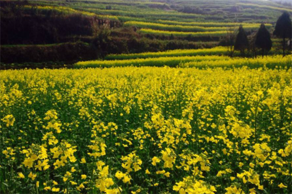 昆明十大最好玩的地方：元阳梯田上榜，第八地势独特插图4