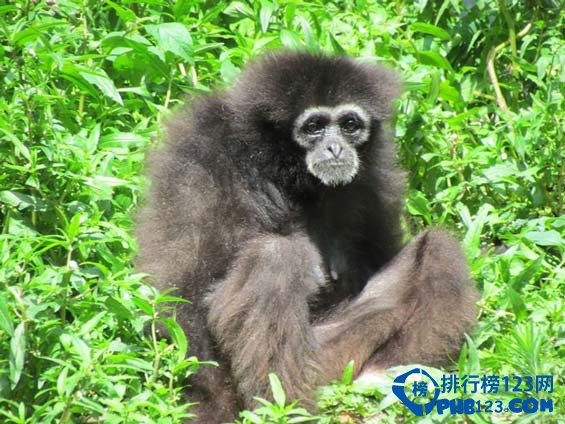 全美十大野生动物园排行榜插图4