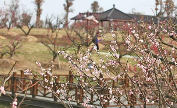 盐城好玩的地方排行榜 水街必去，荷兰花海带你体验异国情调插图5