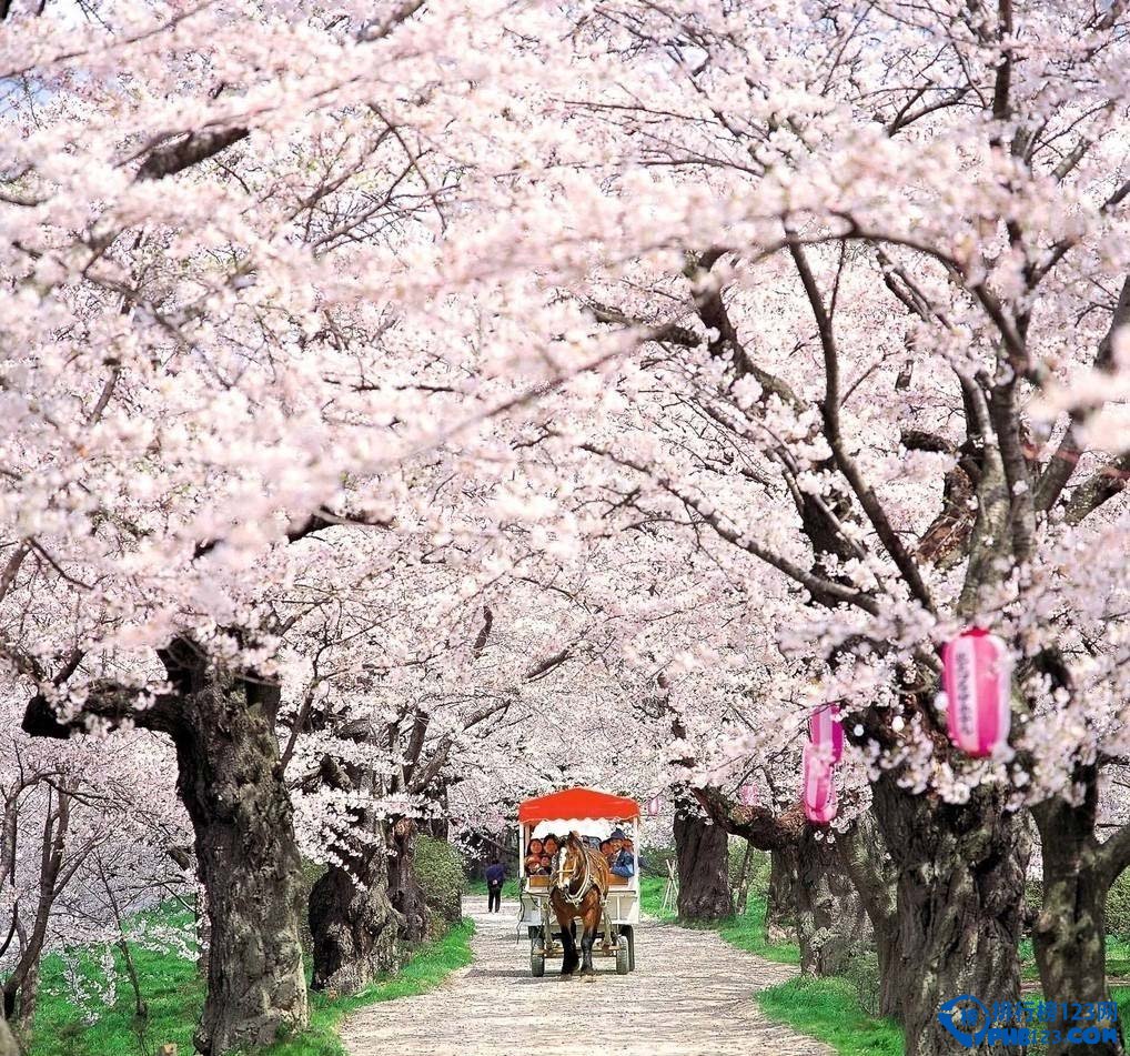 中国的十大赏樱胜地 看樱花不必去日本插图4