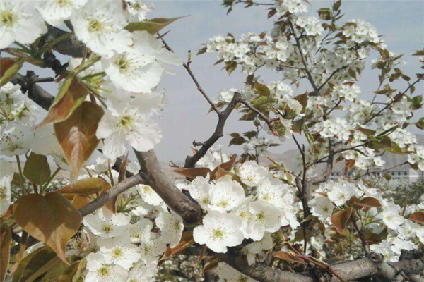 兰州十大最好玩的景点：兴隆山上榜，第三有遍地梨花插图2