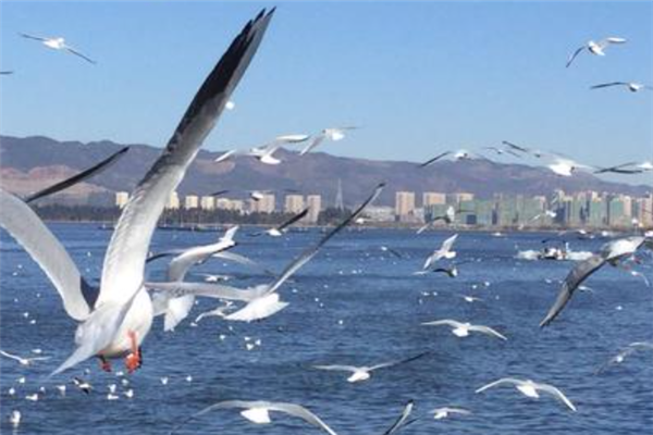 昆明十大免费景点：海埂公园上榜，第四是开国元帅纪念馆插图7