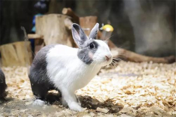 福州十大游乐场排名：永泰蹦极第5，多处遛娃好地方插图2