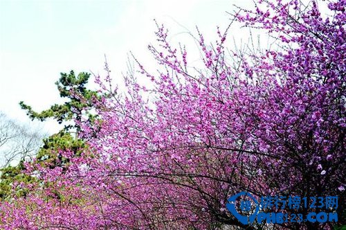 中国最美丽的十大梅园插图6