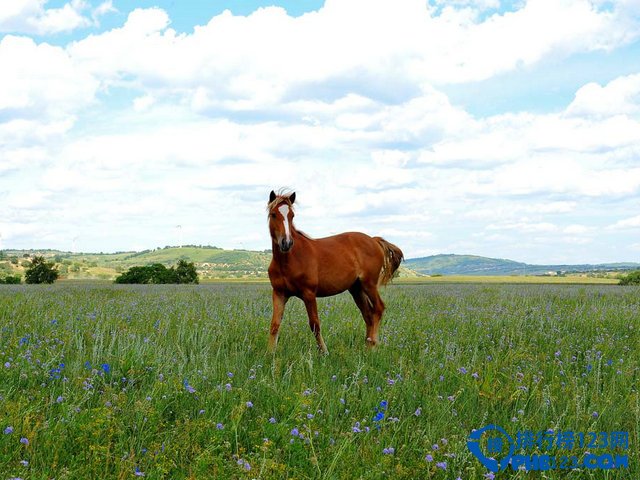 北京周边最美10大草原排行榜插图
