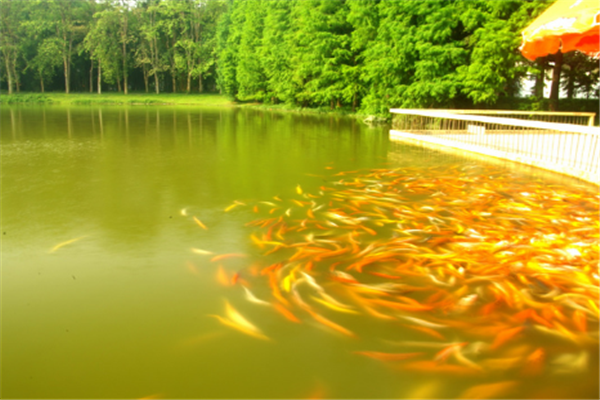 中国三大核心科学植物园：武汉植物园上榜，它的规模最大插图1