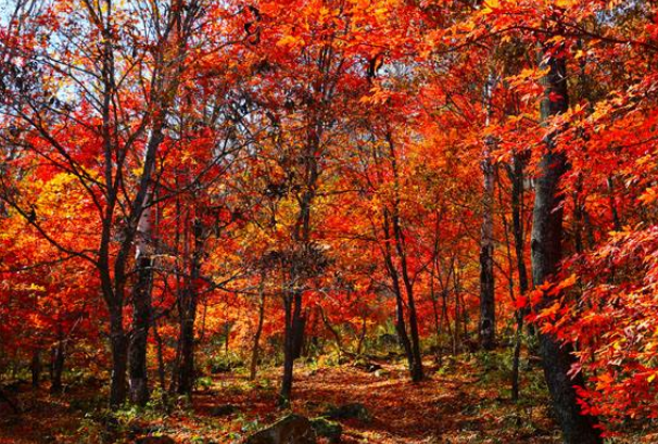 吉林十大冬季好去处排行榜：雾凇岛上榜，第三最美(红得耀眼)插图2