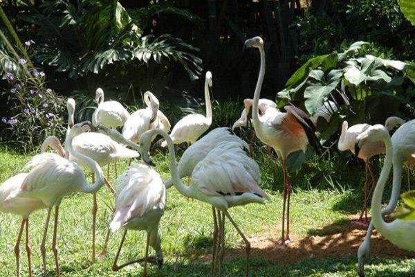 中国十大最受欢迎动物园 广州长隆野生动物世界上榜插图9