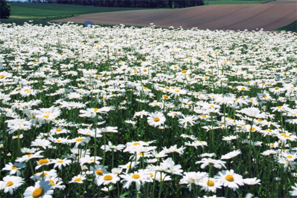 世界十大最美花海：郁金香花海上榜，第九迷人又危险插图7
