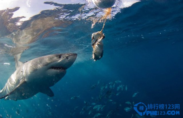 世界八大鲨笼潜水胜地大盘点插图3