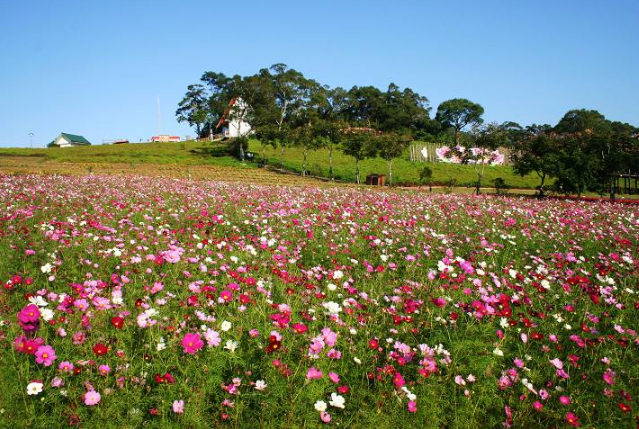 中国最美十大花海 让你享受最独特的浪漫插图3