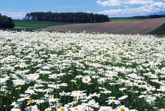 世界十大绝美花海 中国上榜两处，个个宛如仙境插图5