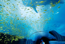 全球海洋馆排名 带你感受独特的海底世界|爱分享