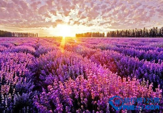 盘点全球十大最美的薰衣草花田插图3
