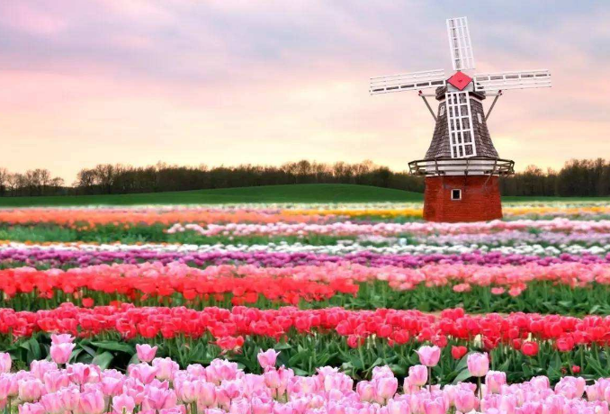 世界十大绝美花海 中国上榜两处，个个宛如仙境插图2