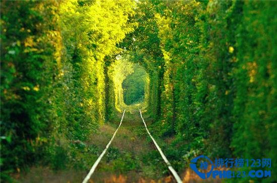 世界上最美的十大林荫隧道排行榜插图2